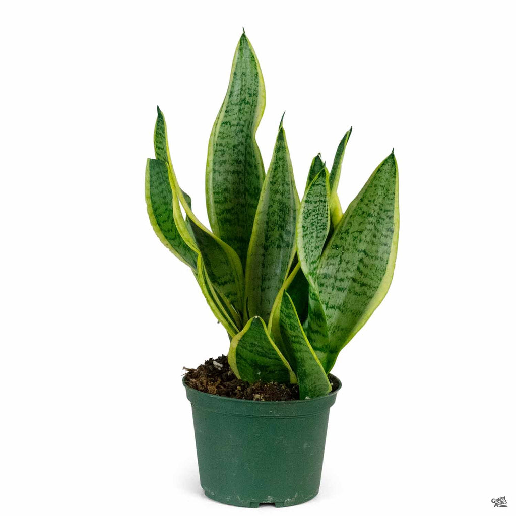 sansevieria sordida Sansevieria 'Superba Hahnii' — Green Acres Nursery & Supply