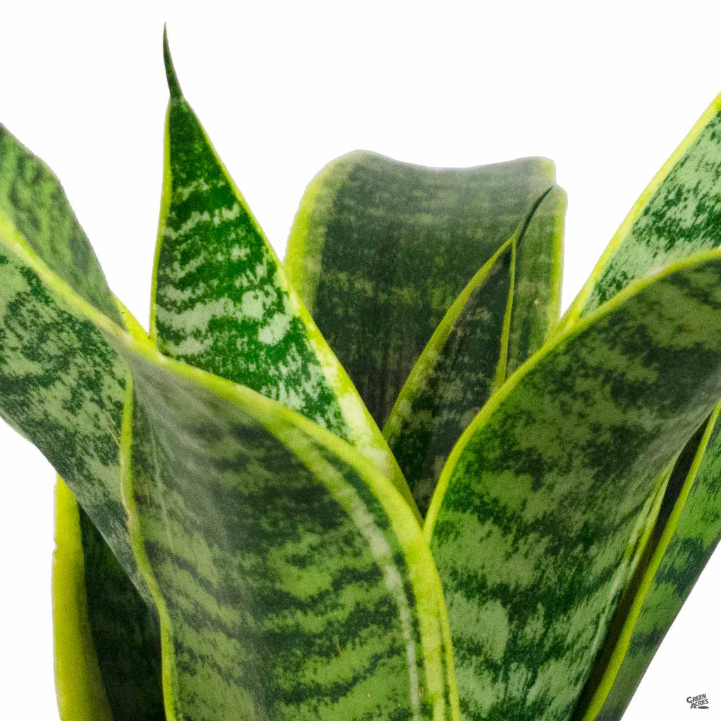 alternative name for the superba snake plant Snake Plant 'Superba' — Green Acres Nursery & Supply