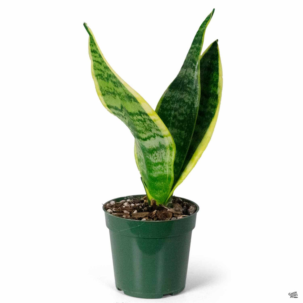 S.S PLANTS　653035 Snake Plant 'Superba' — Green Acres Nursery & Supply