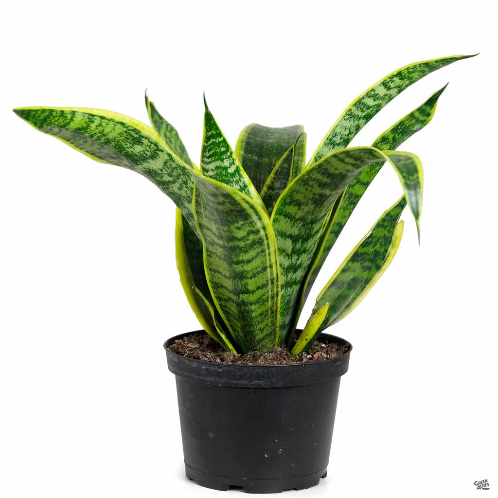 Snake Plant 'Superba' — Green Acres Nursery & Supply