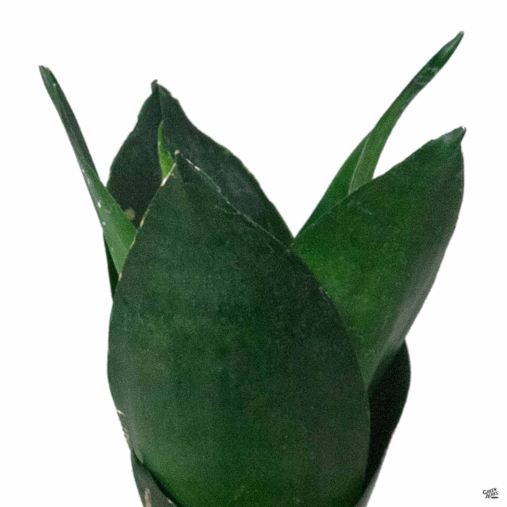 sansevieria hahnii black star Sansevieria 'Black Hahnii' — Green Acres Nursery & Supply
