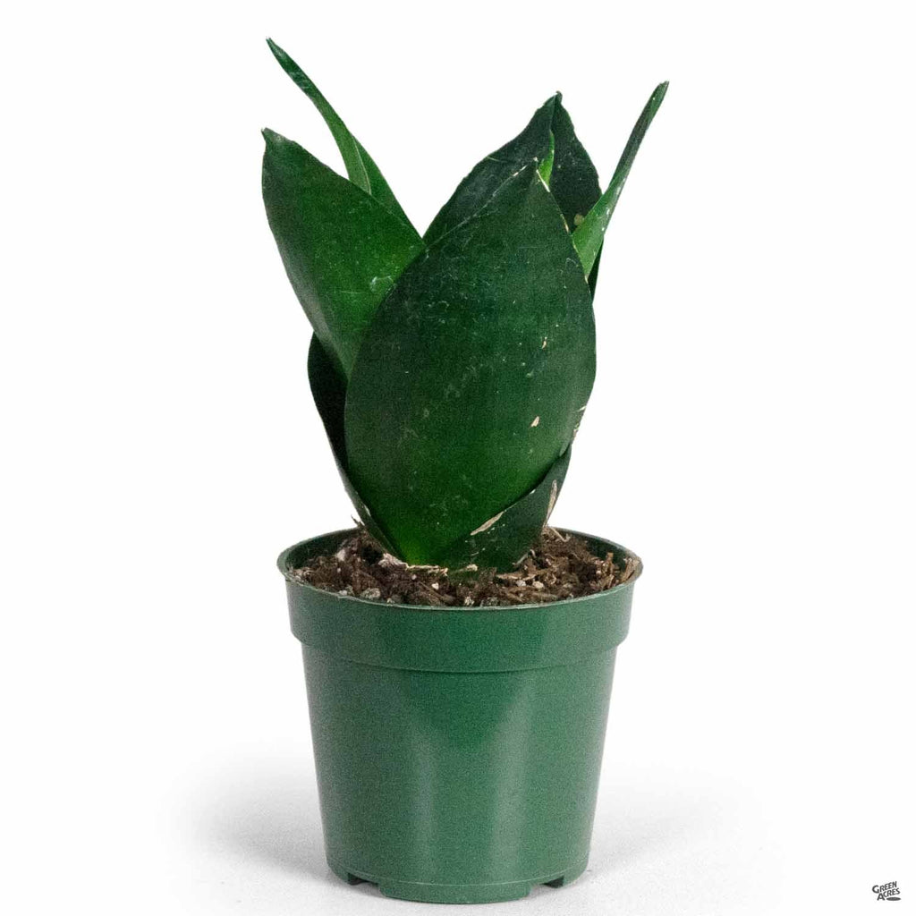 sansevieria hahnii care Sansevieria 'Black Hahnii' — Green Acres Nursery & Supply