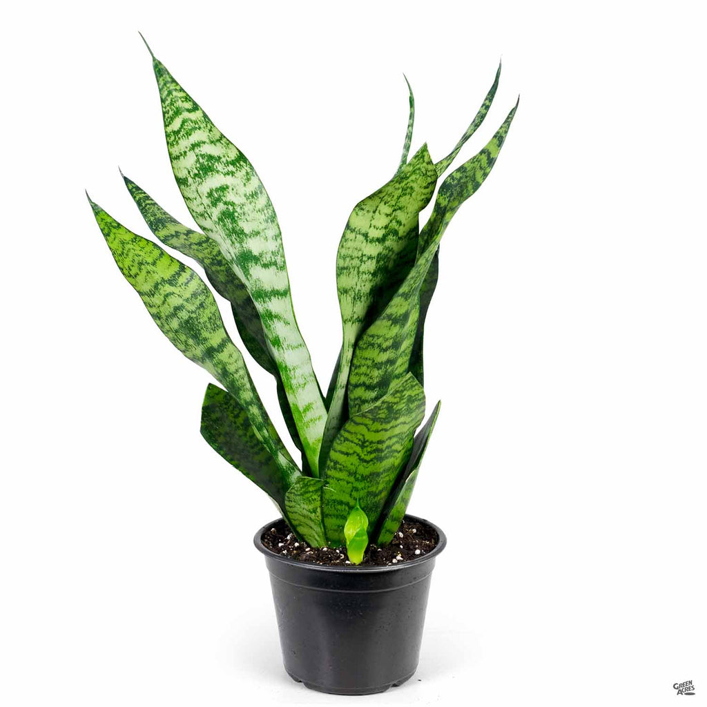 bright green snake plants uo Snake Plant 'Futura Green' — Green Acres Nursery & Supply