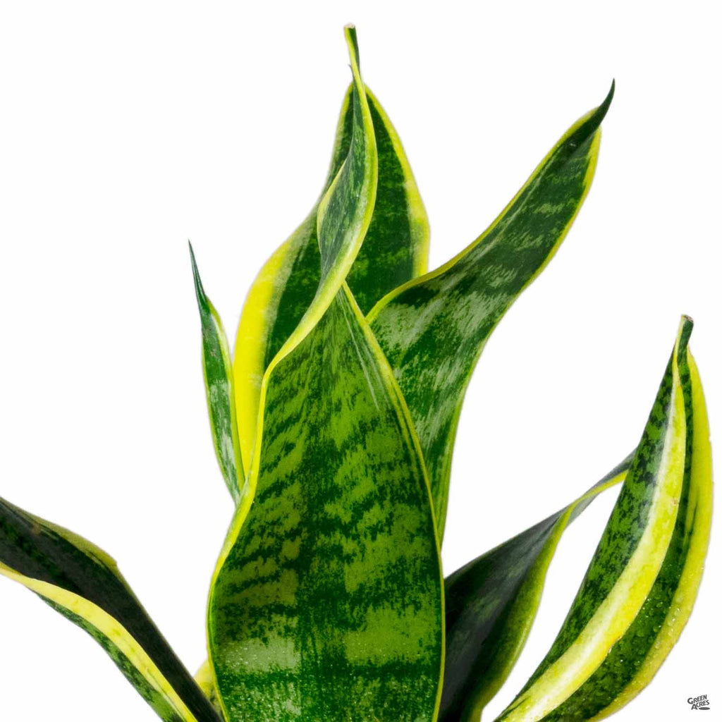 futura snake plant Snake Plant 'Futura Superba' — Green Acres Nursery & Supply