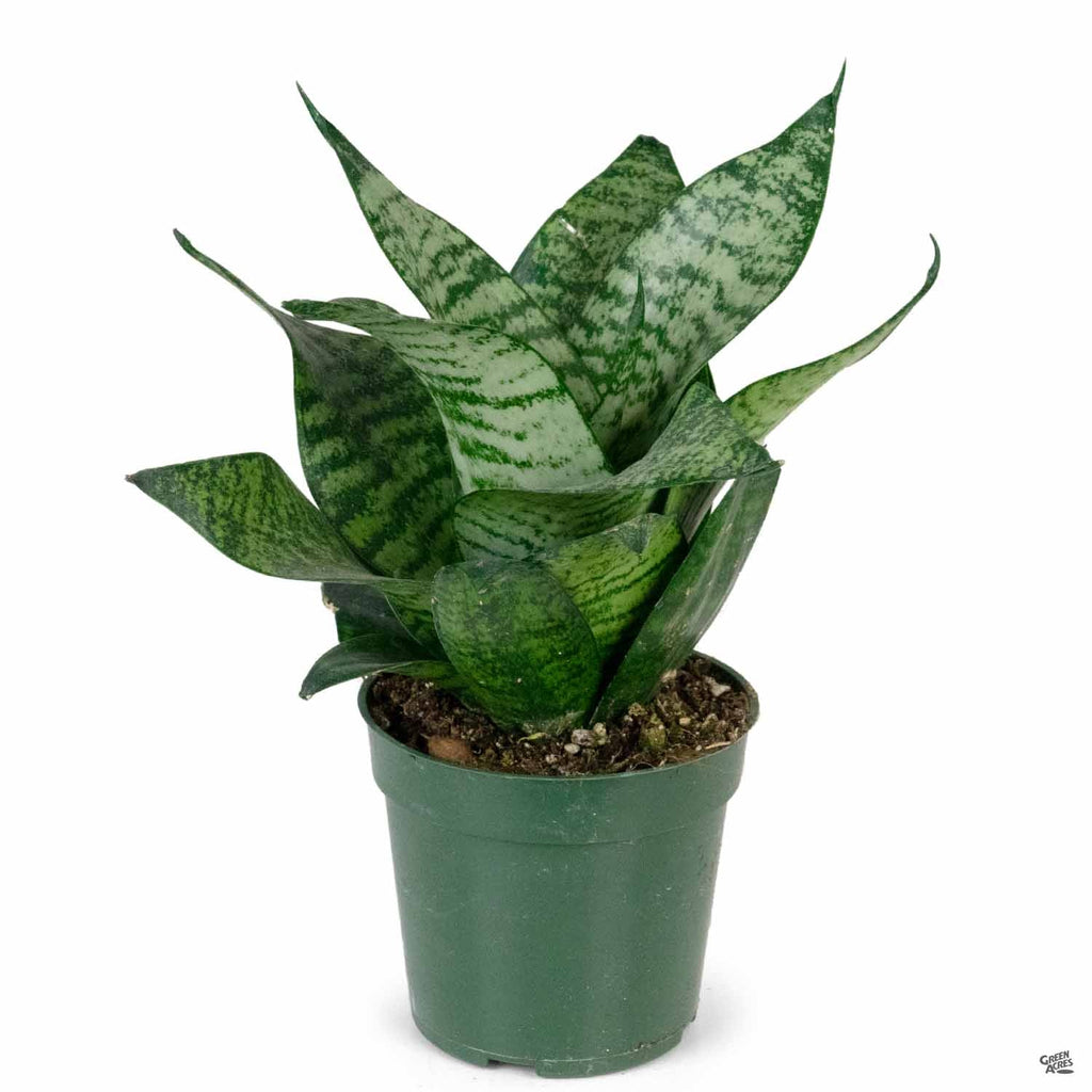 sansevieria hahnii crested Sansevieria 'Green Hahnii' — Green Acres Nursery & Supply