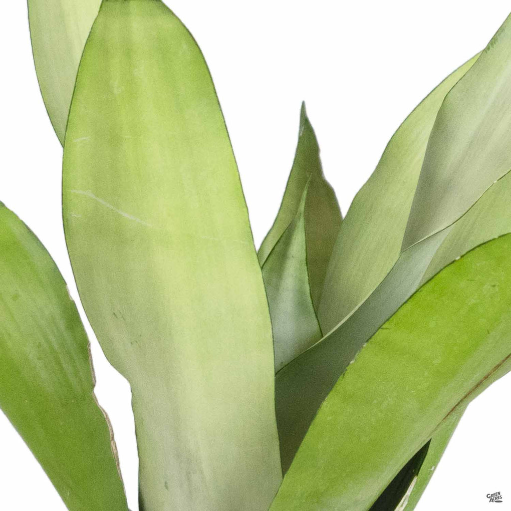 moonshine snake plant near me Snake Plant 'Moonshine' — Green Acres Nursery & Supply