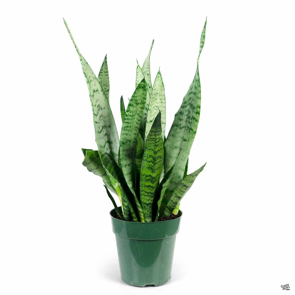 Snake Plant 'Zeylanica' — Green Acres Nursery & Supply