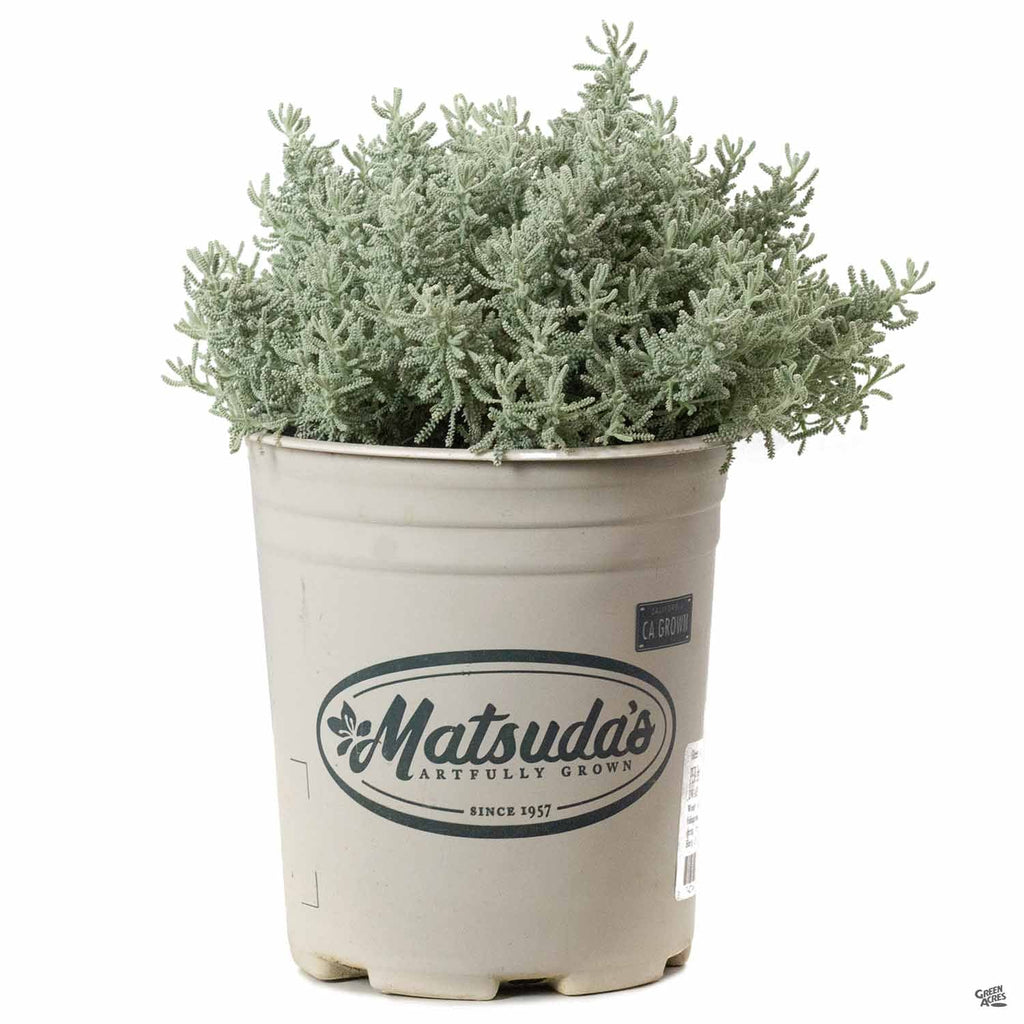 lavender cotton plant care Lavender Cotton — Green Acres Nursery & Supply