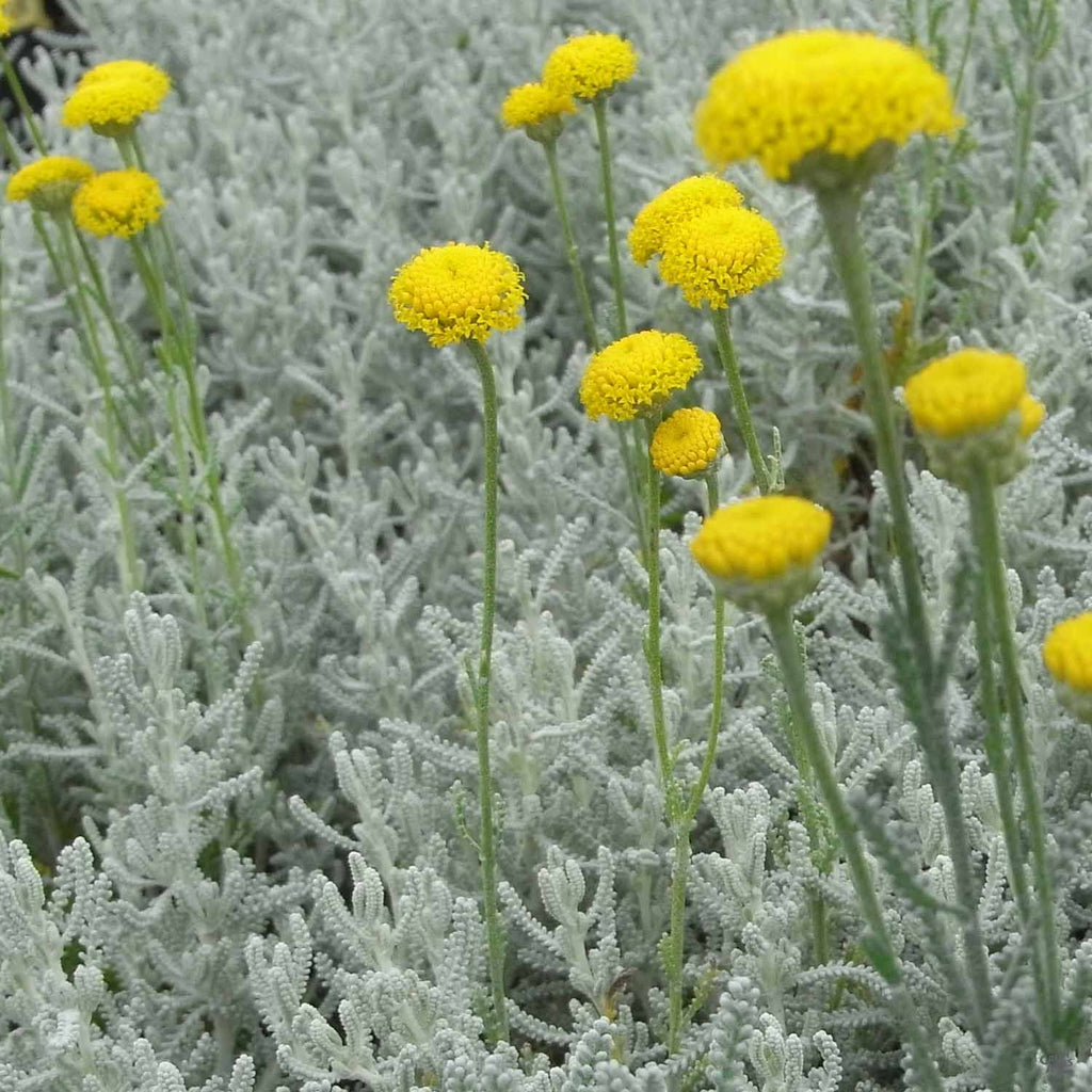 lavender cotton flower Lavender Cotton — Green Acres Nursery & Supply