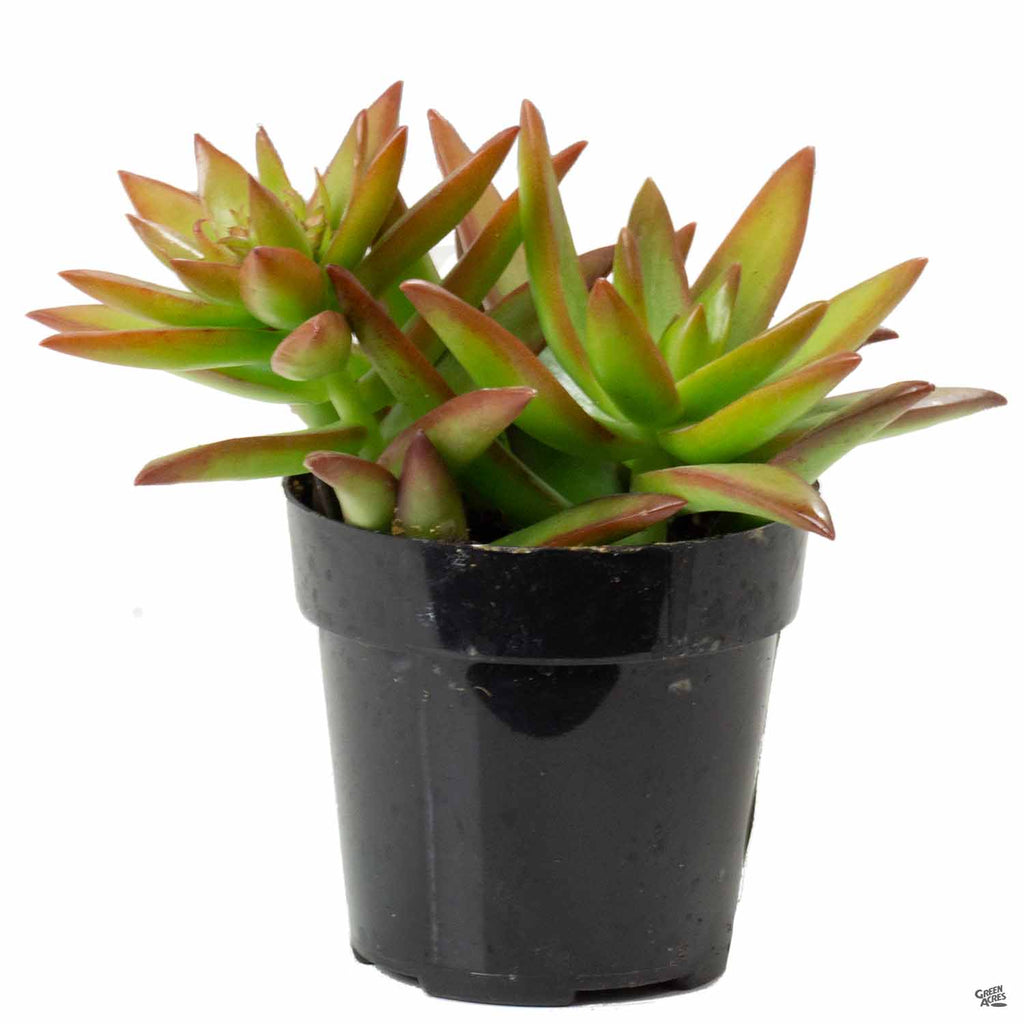 firestorm succulent Stonecrop 'Firestorm' — Green Acres Nursery & Supply