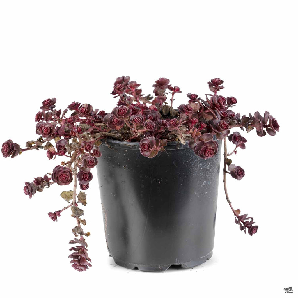 blood dragon succulent Stonecrop 'Dragon's Blood' — Green Acres Nursery & Supply