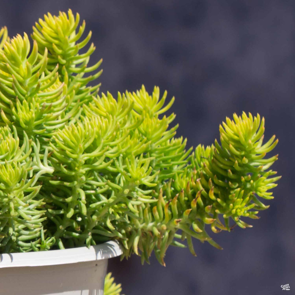 angelina succulent plant Stonecrop 'Angelina' — Green Acres Nursery & Supply