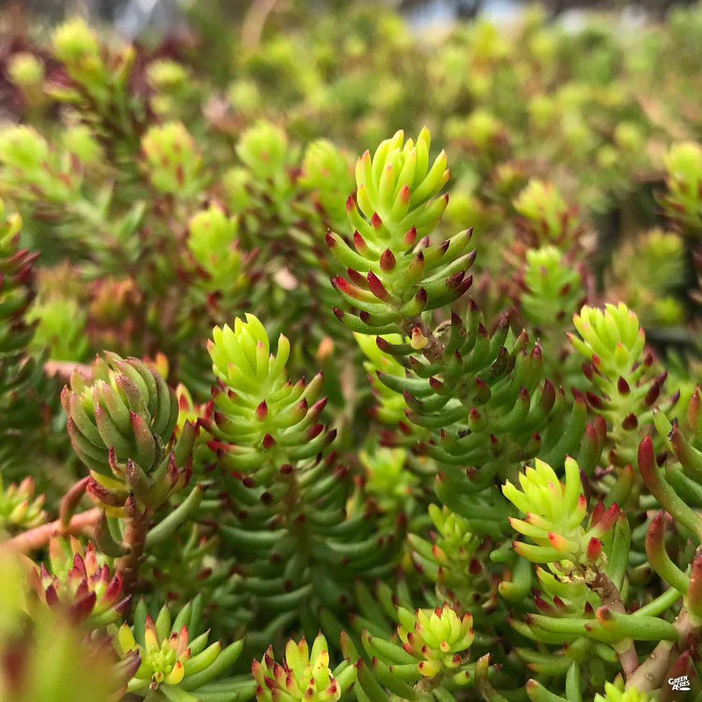 Stonecrop 'Angelina' — Green Acres Nursery & Supply