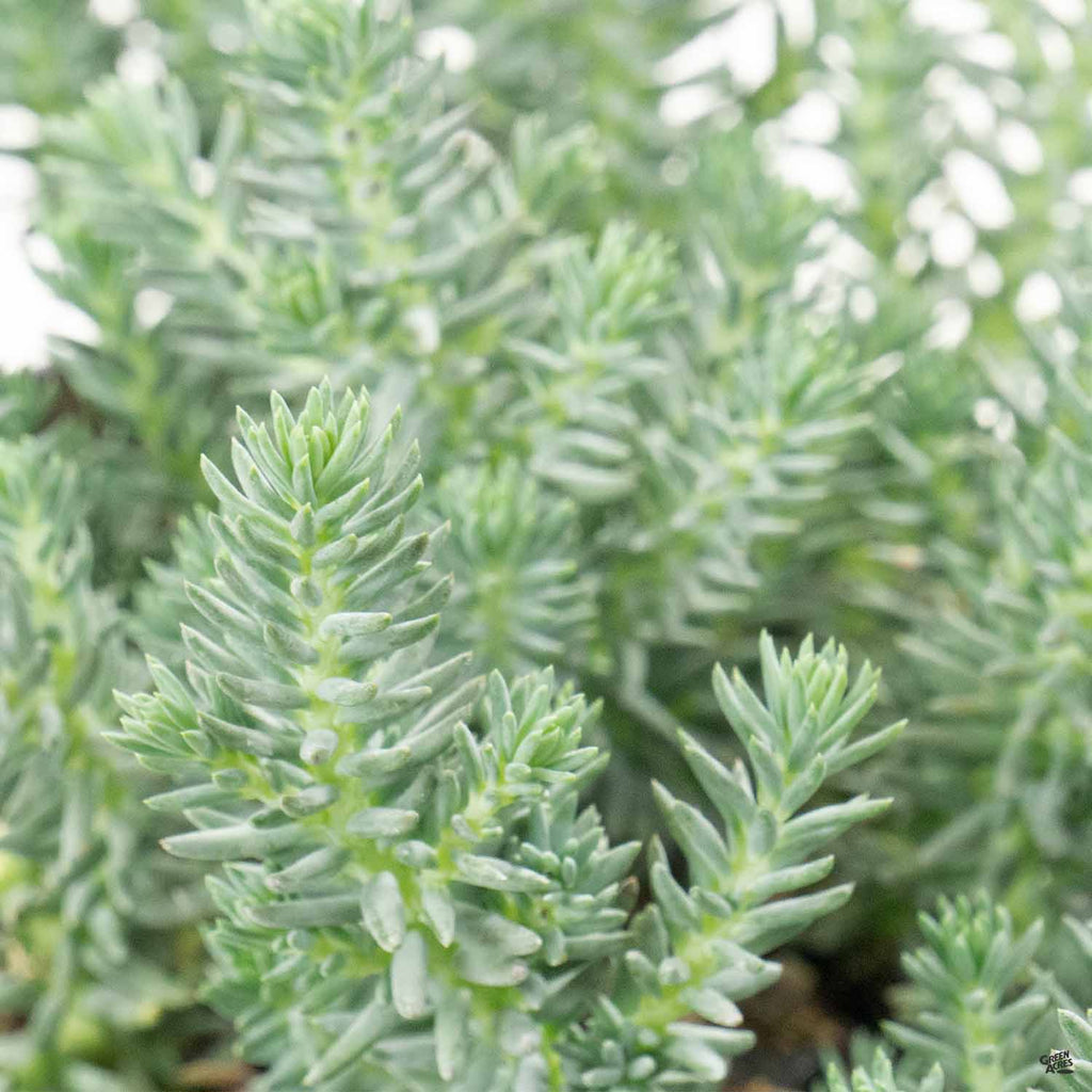 blue spruce succulent care Blue Spruce Stonecrop — Green Acres Nursery & Supply