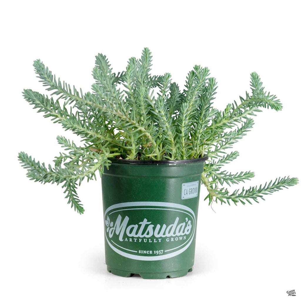 blue spruce stonecrop succulent Blue Spruce Stonecrop — Green Acres Nursery & Supply