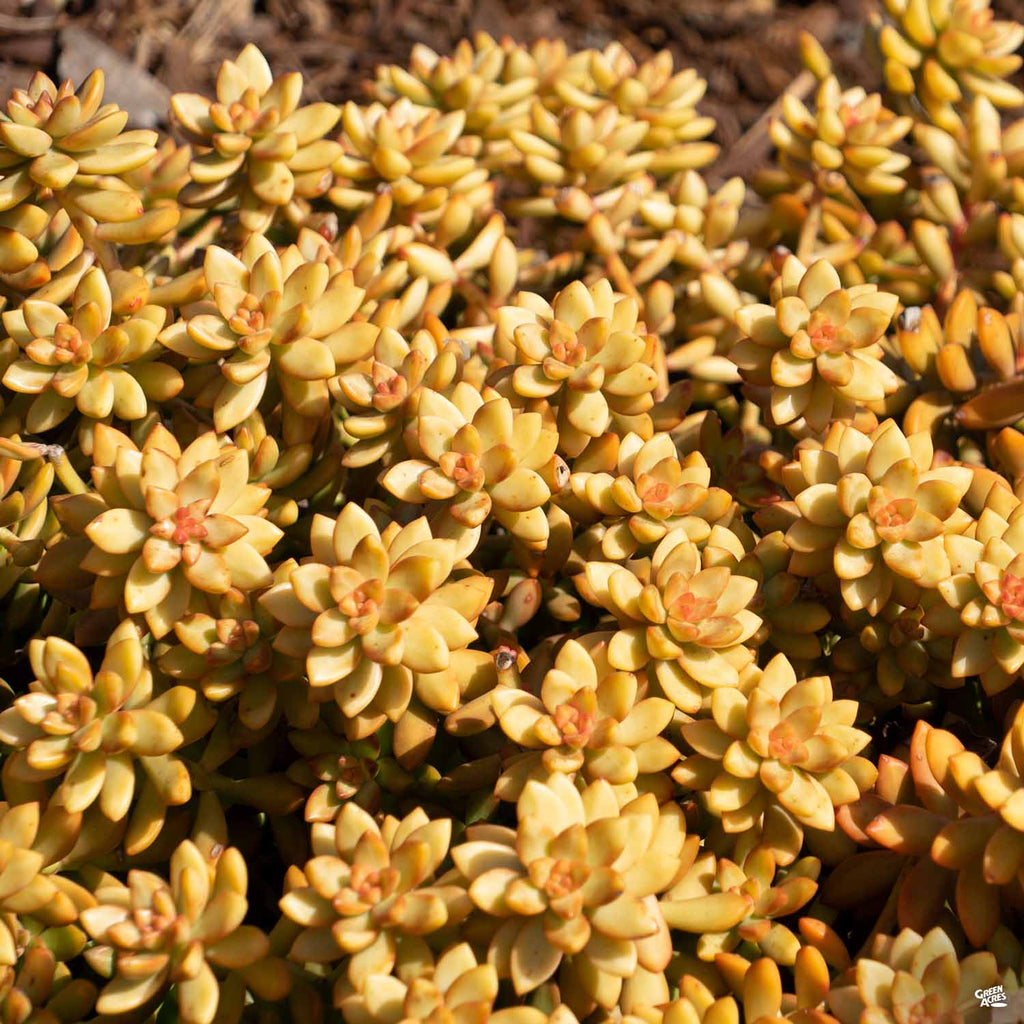 sedum coppertone succulent Stonecrop 'Coppertone' — Green Acres Nursery & Supply
