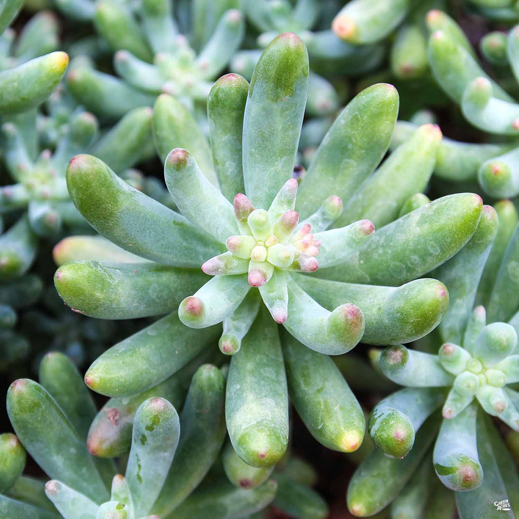 sedum pachyphyllum succulent Stonecrop pachyphyllum — Green Acres Nursery & Supply