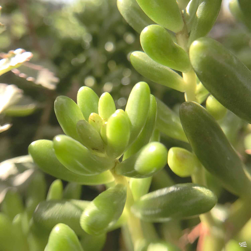 pork beans succulent Stonecrop 'Pork and Beans' — Green Acres Nursery & Supply