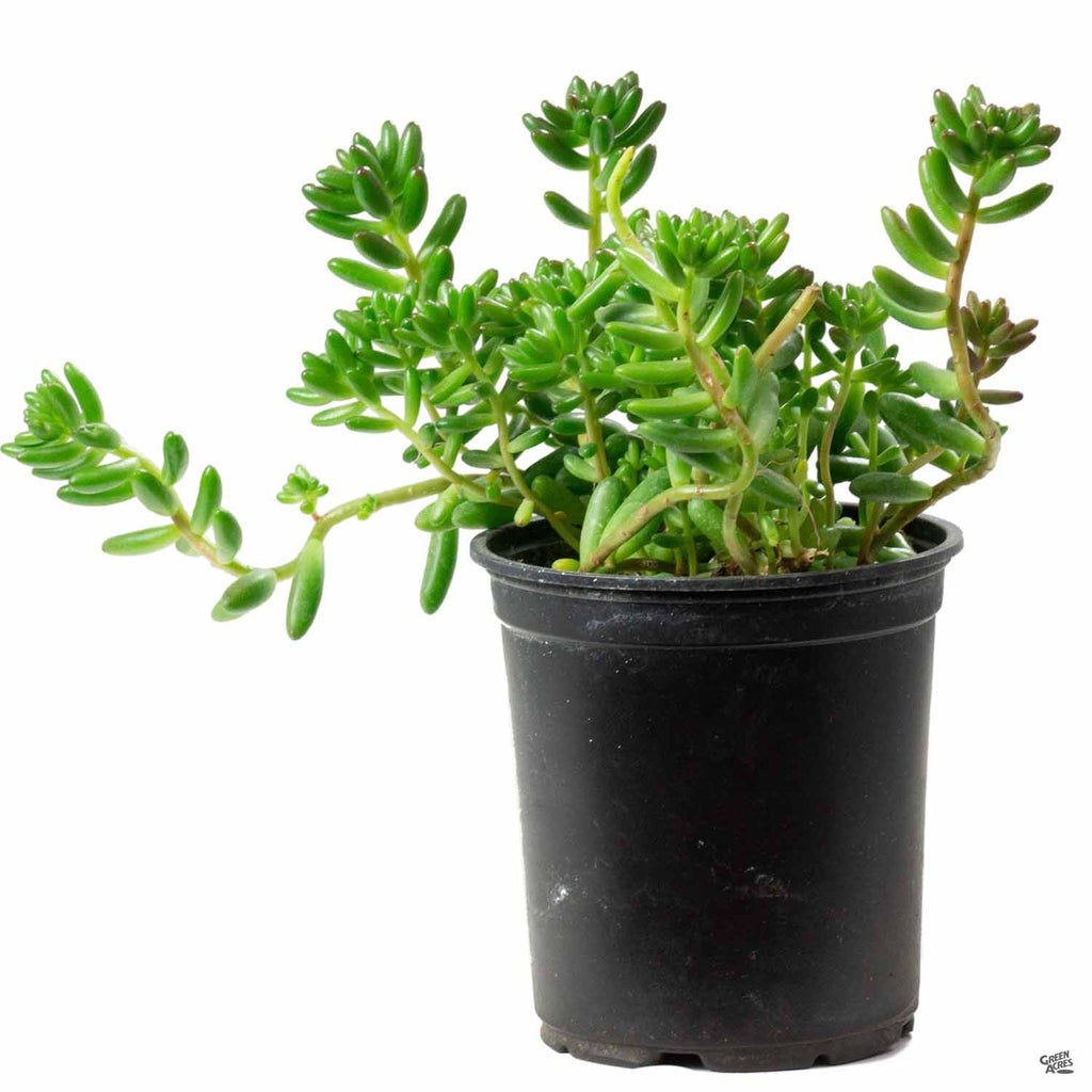 Stonecrop 'Pork and Beans' — Green Acres Nursery & Supply