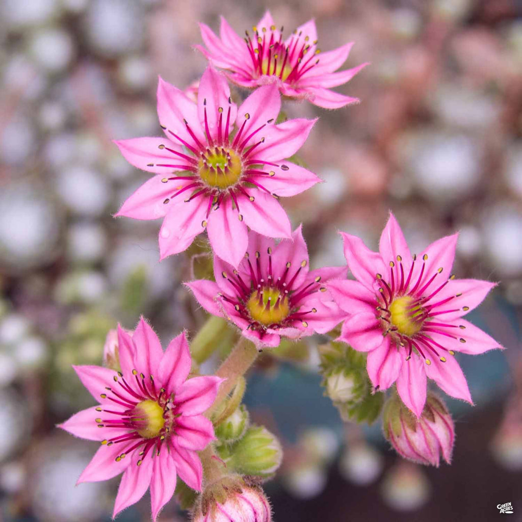 cobweb succulent bloom Cobweb Hens &amp; Chicks — Green Acres Nursery & Supply
