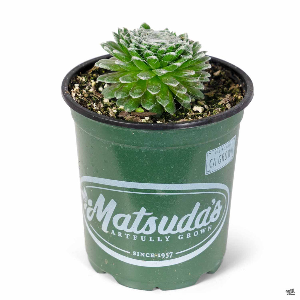 cobweb succulents Cobweb Hens & Chicks — Green Acres Nursery & Supply