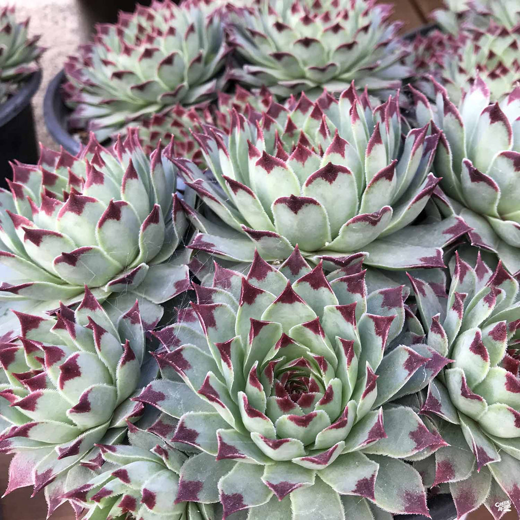 are hen and chicks succulents Hens & Chicks — Green Acres Nursery & Supply