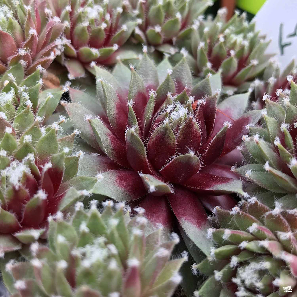 hens and chicks succulents for sale Hens & Chicks — Green Acres Nursery & Supply