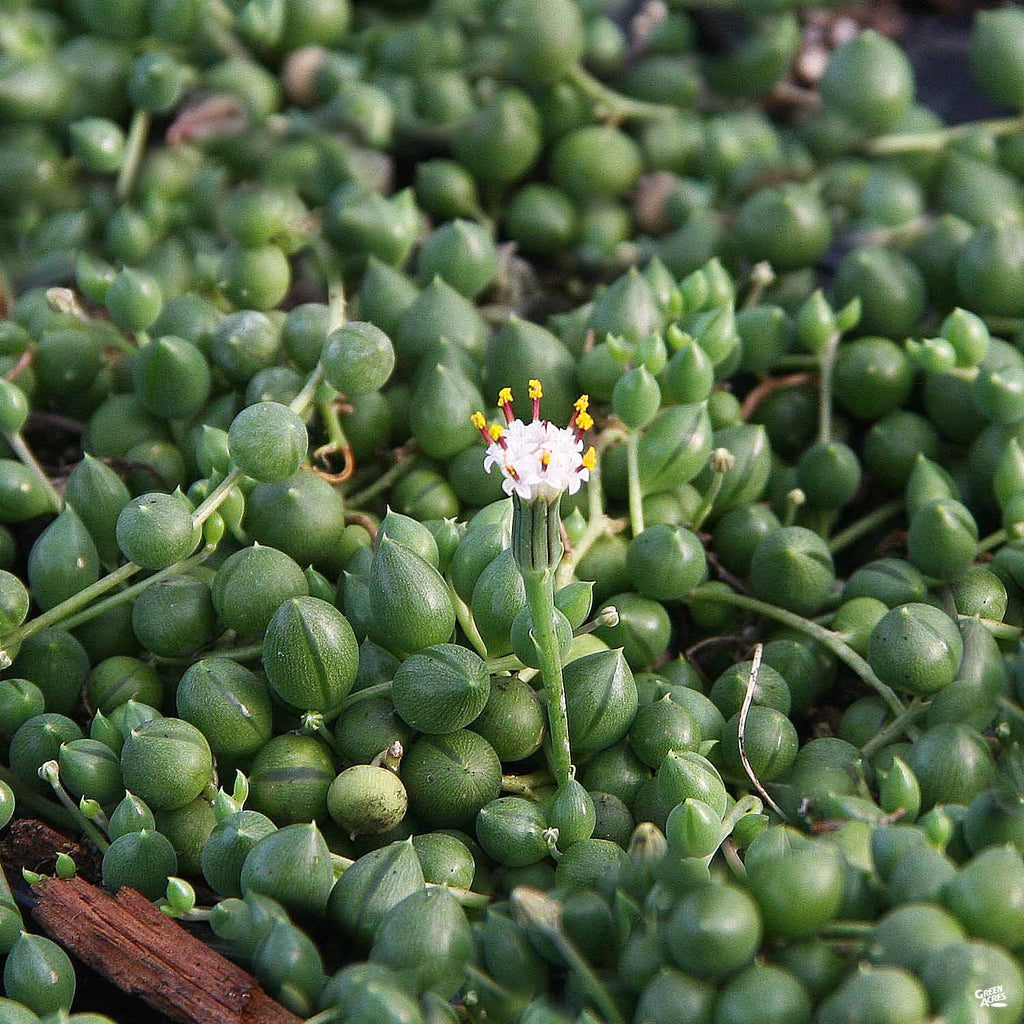 string of pearls flower seeds String of Pearls — Green Acres Nursery & Supply