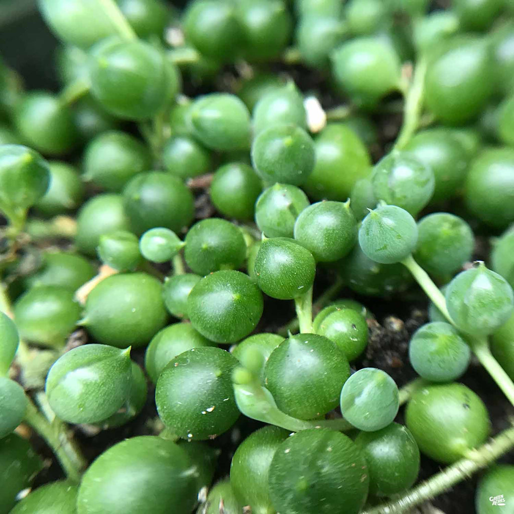 string of pearls succulent for sale String of Pearls — Green Acres Nursery & Supply