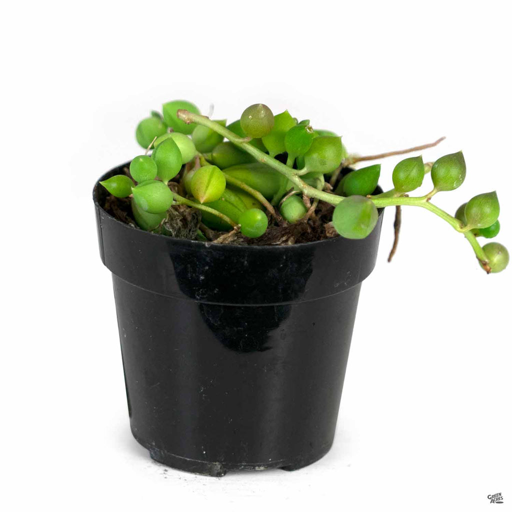 succulent with little green balls String of Pearls — Green Acres Nursery & Supply