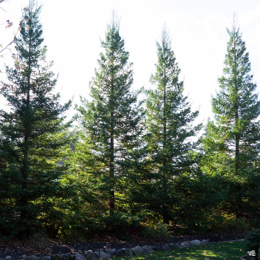 Coastal Redwood 'Soquel' — Green Acres Nursery & Supply