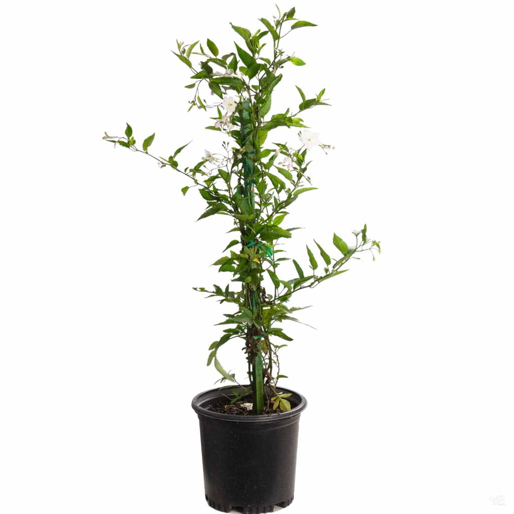 potato house plant White Potato Vine Stake — Green Acres Nursery & Supply