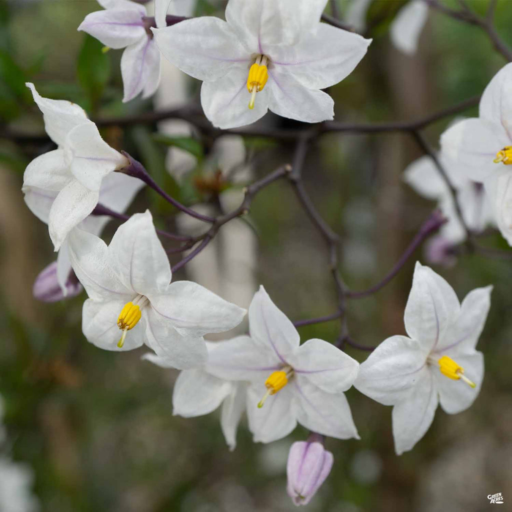 White Potato Vine Stake — Green Acres Nursery & Supply