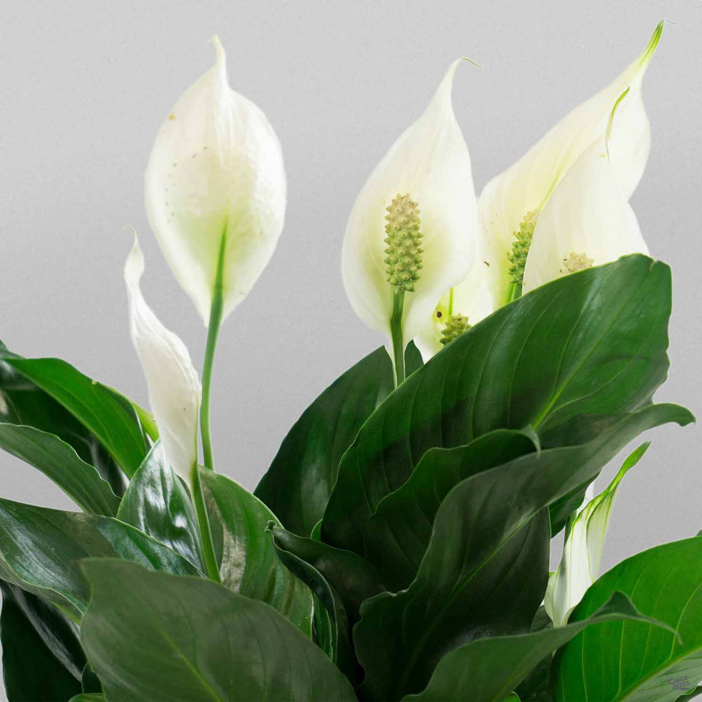 Peace Lily — Green Acres Nursery & Supply