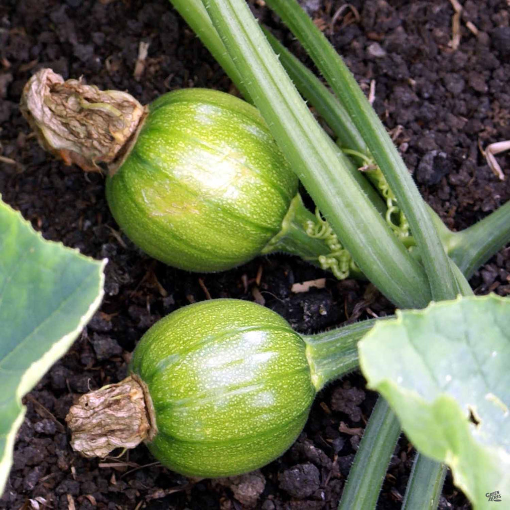 Squash 'Eight Ball Zucchini' — Green Acres Nursery & Supply