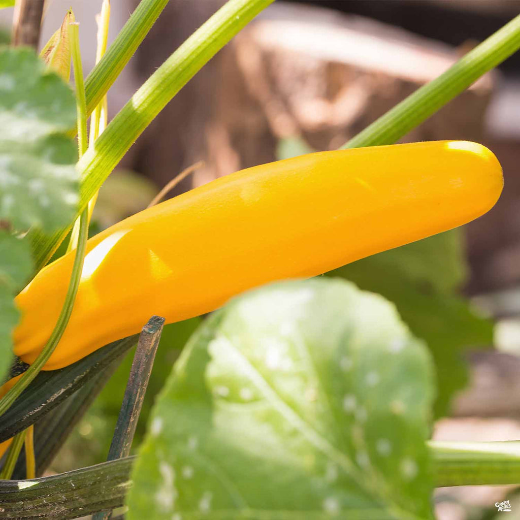Squash 'Gold Rush Zucchini' — Green Acres Nursery & Supply