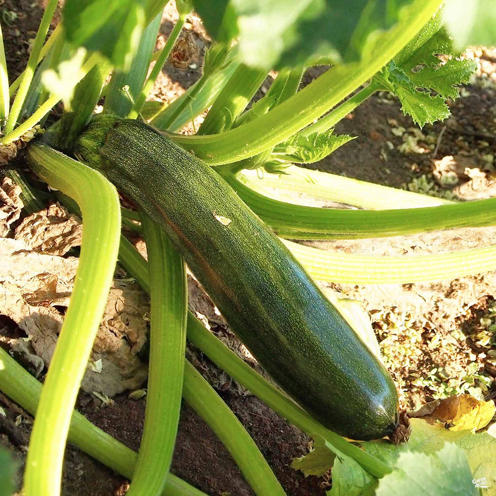 indoor zucchini plant Squash 'Green Zucchini' — Green Acres Nursery & Supply