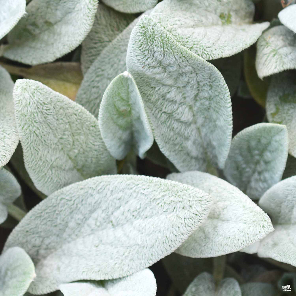 lamb's ear plant care indoor Silver Carpet Lamb's Ear — Green Acres Nursery & Supply