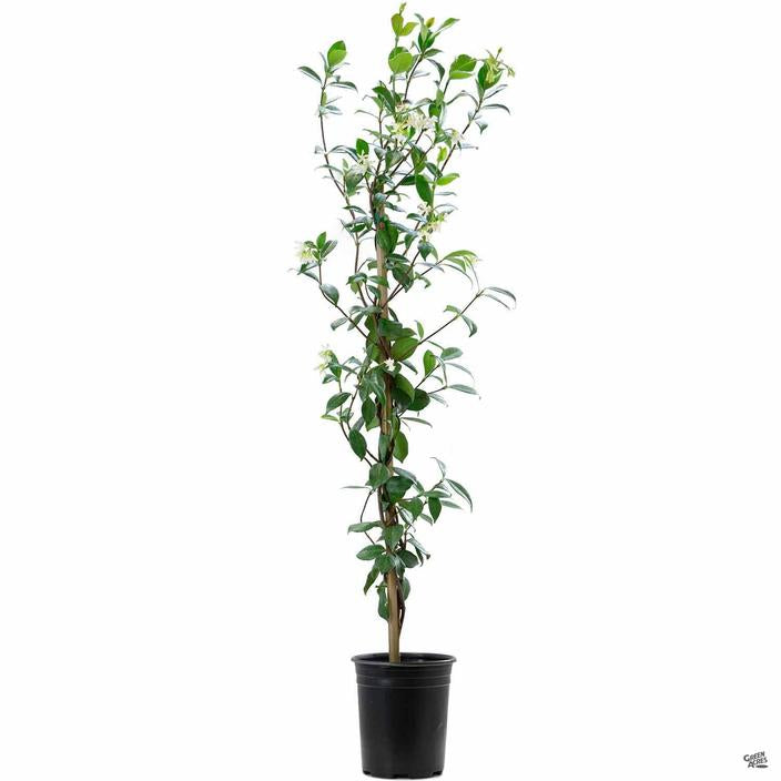 star jasmine indoor plant Star Jasmine Stake — Green Acres Nursery & Supply