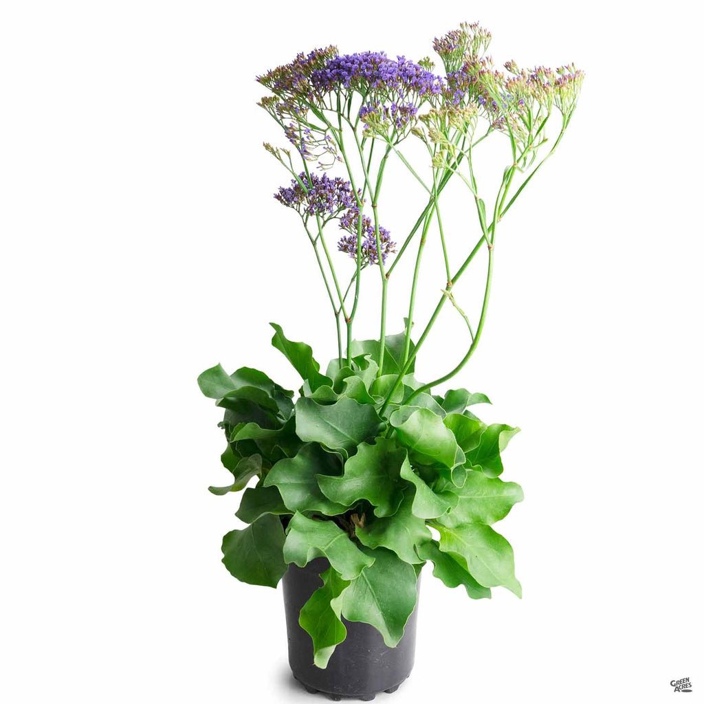 perez's sea lavender plants for sale Sea Lavender — Green Acres Nursery & Supply