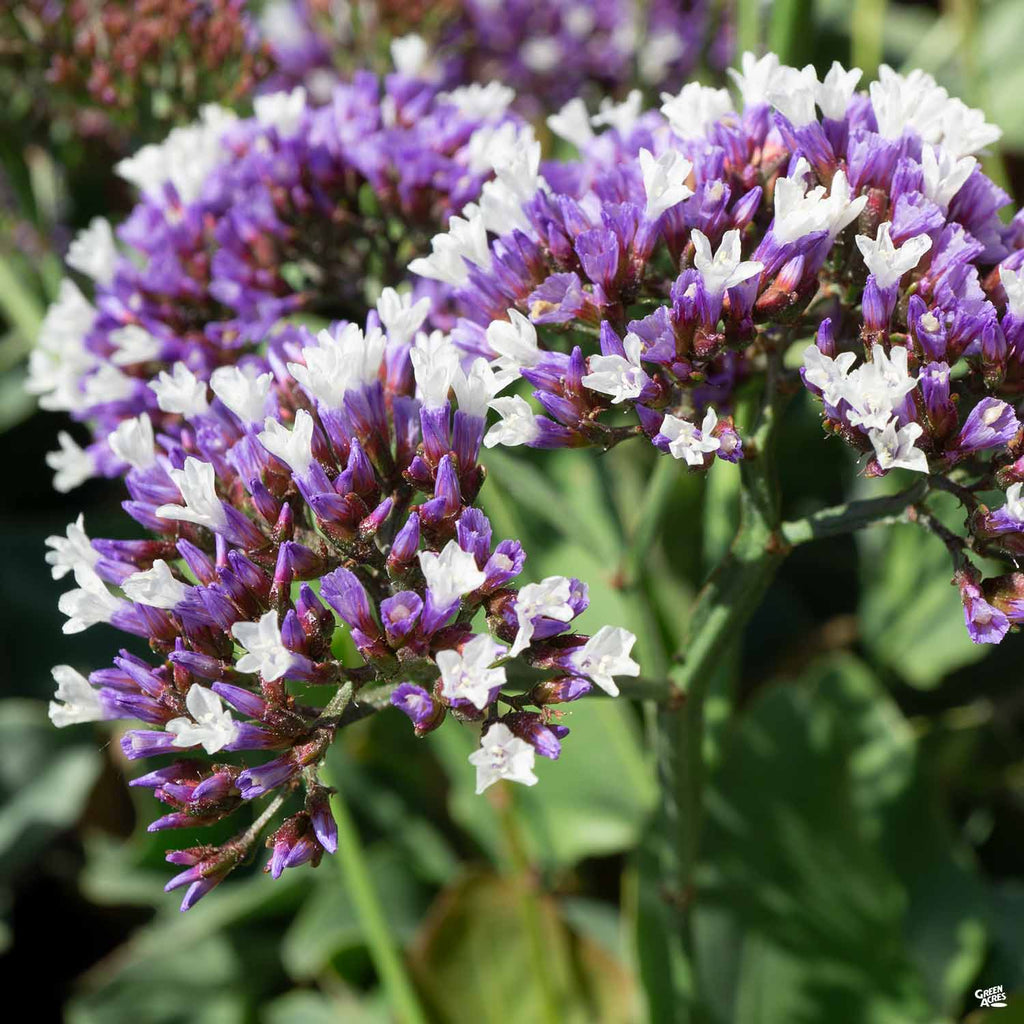 statice sea lavender plants Sea Lavender — Green Acres Nursery & Supply