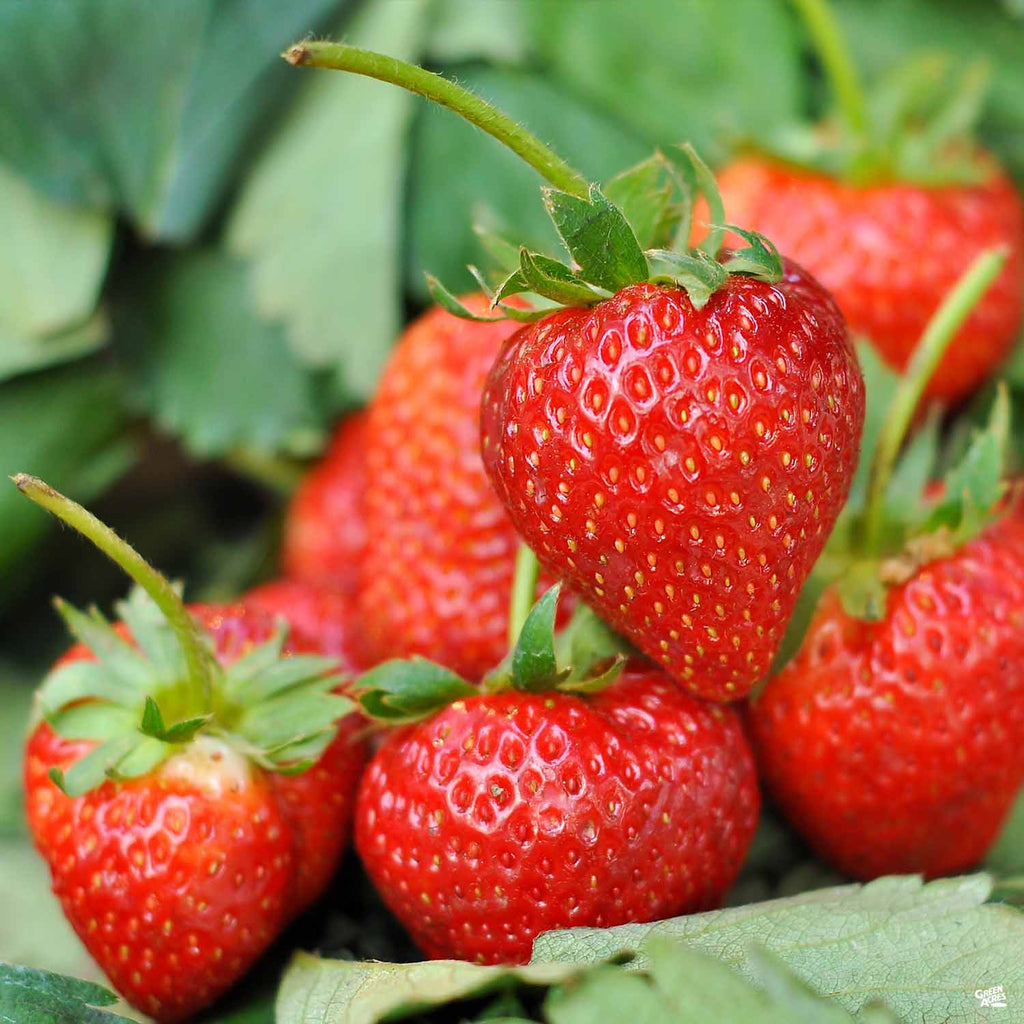 Strawberry 'Ft. Laramie' — Green Acres Nursery & Supply
