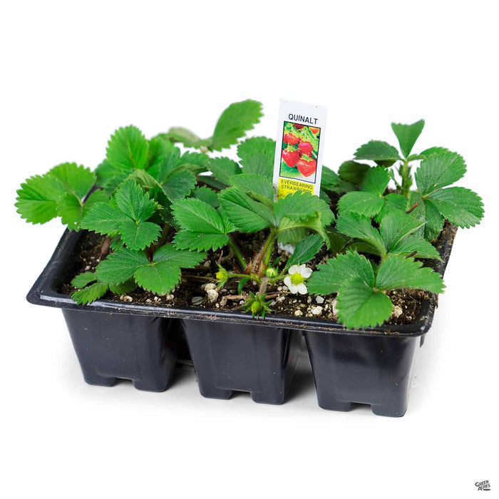 Strawberry 'Quinault' 6 pack