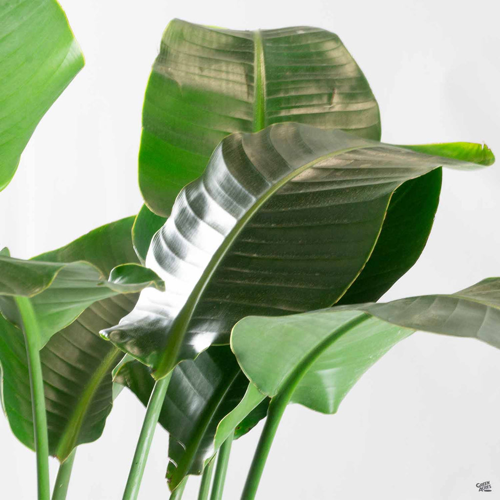White Bird of Paradise — Green Acres Nursery & Supply