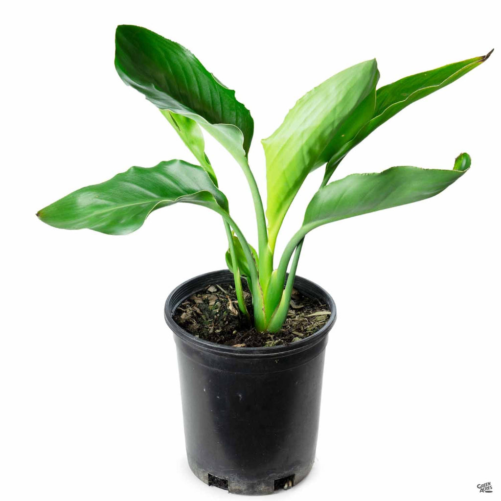 bird of paradise vs peace lily Bird of Paradise — Green Acres Nursery & Supply