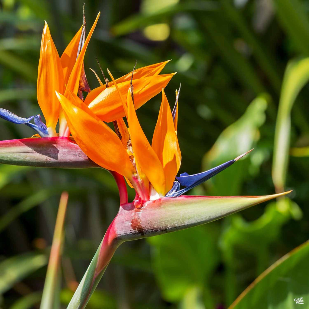 bird of paradise house plants delivered Bird of Paradise — Green Acres Nursery & Supply