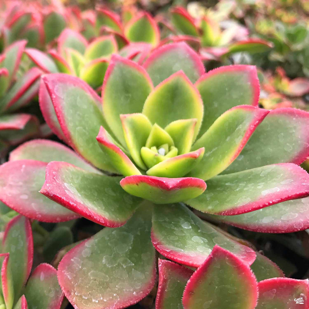 aeonium kiwi succulent Aeonium 'Kiwi' — Green Acres Nursery & Supply