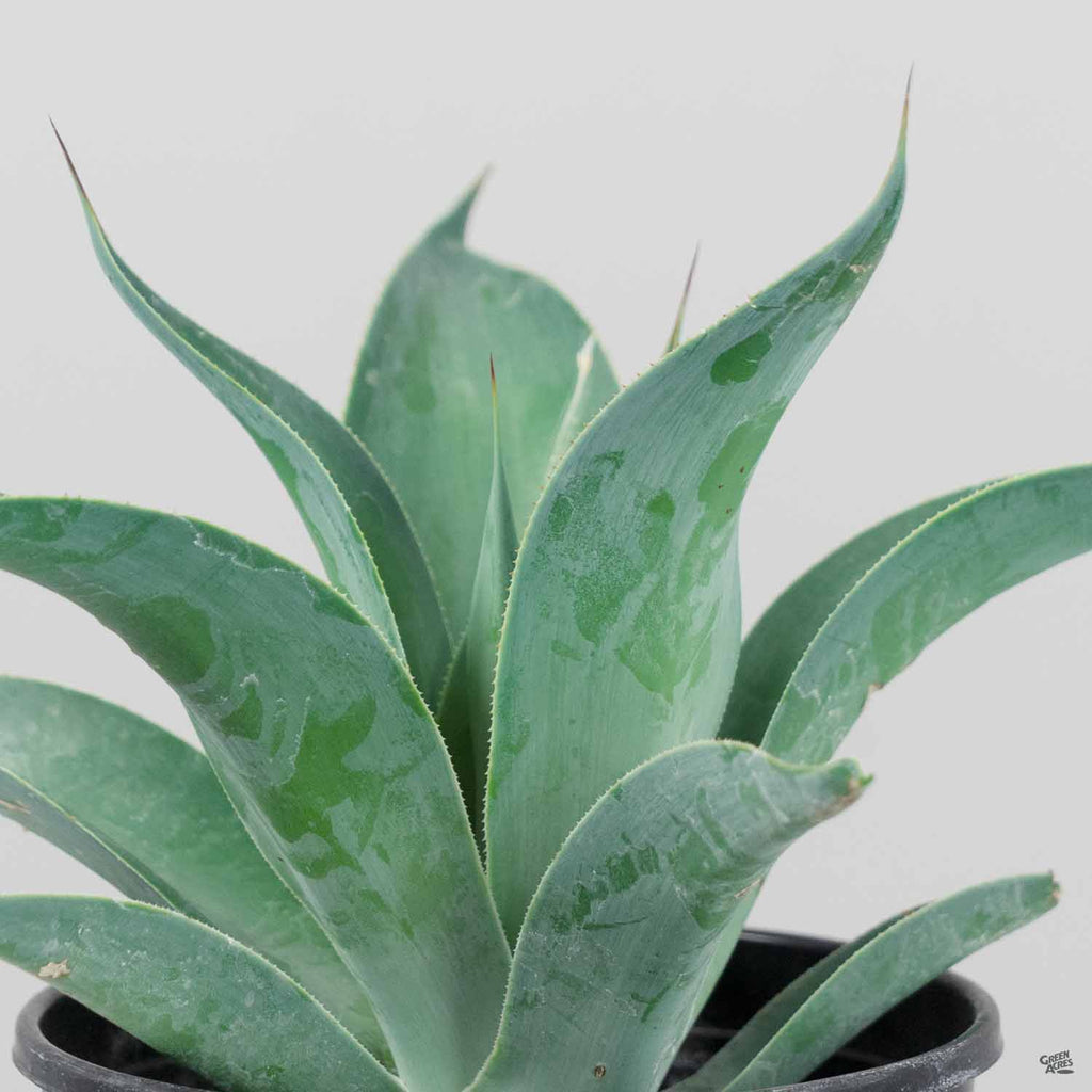 Agave 'Blue Flame' — Green Acres Nursery & Supply