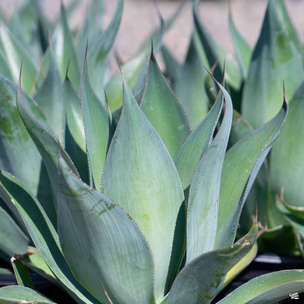 agave herbicide Agave 'Blue Flame' — Green Acres Nursery & Supply