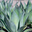 Agave 'Blue Flame'